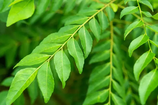 Curry Leaves 