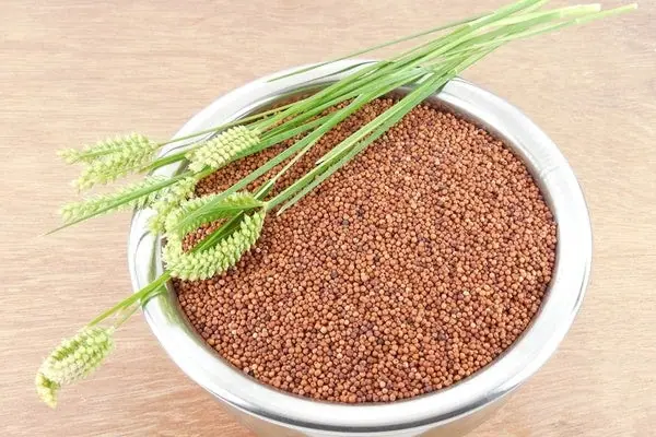 Finger Millet
