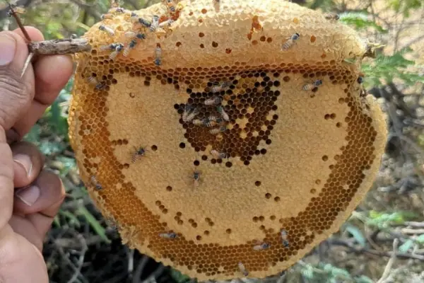 Kombu Honey Adult