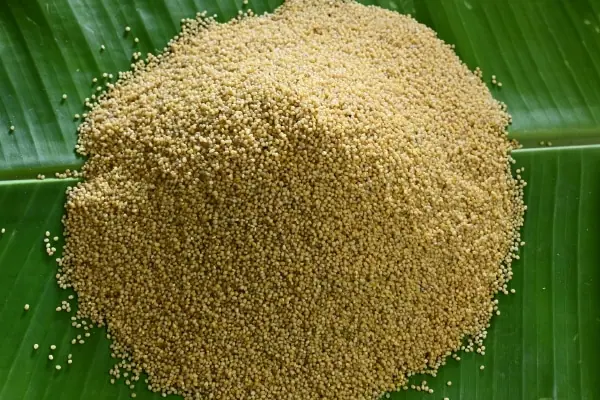 Little Rice