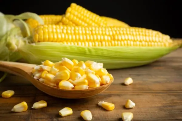 Maize