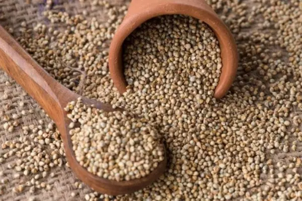 Pearl Millet