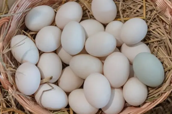 Broiler Egg